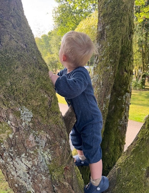 Young child climbing between tree trunks on a camping trip
